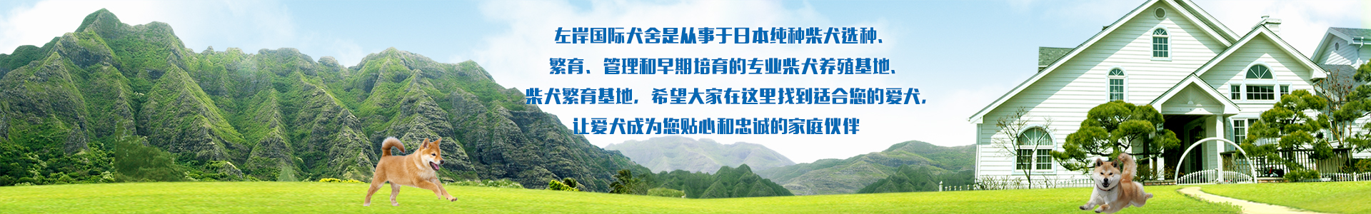 柴犬繁育基地