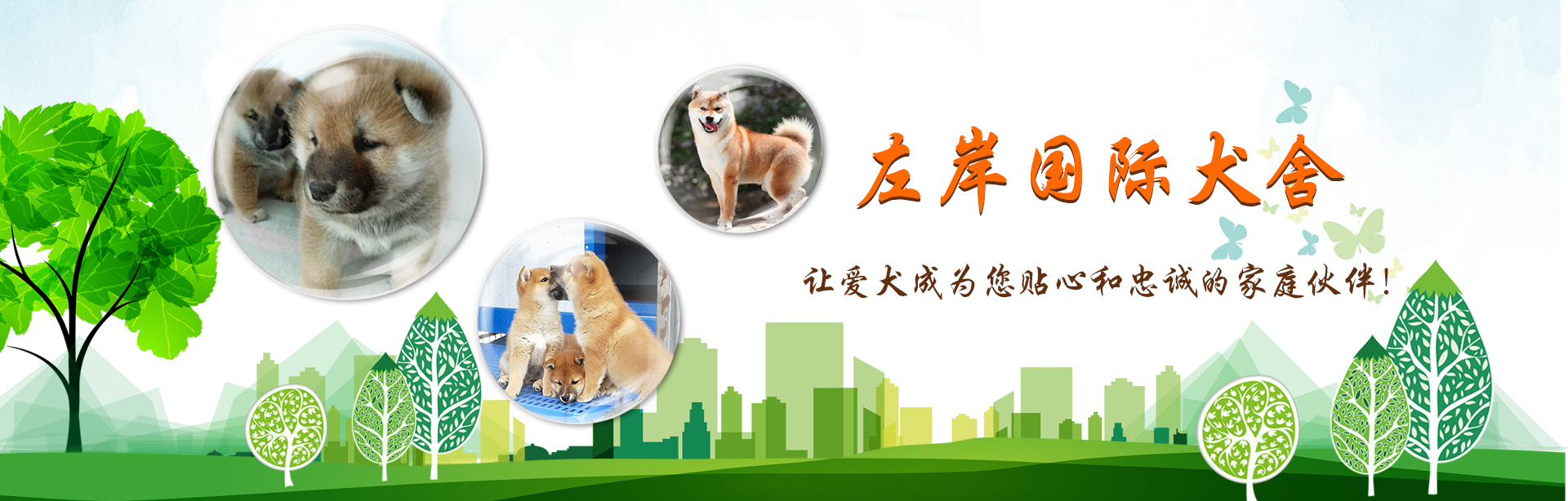 柴犬养殖基地