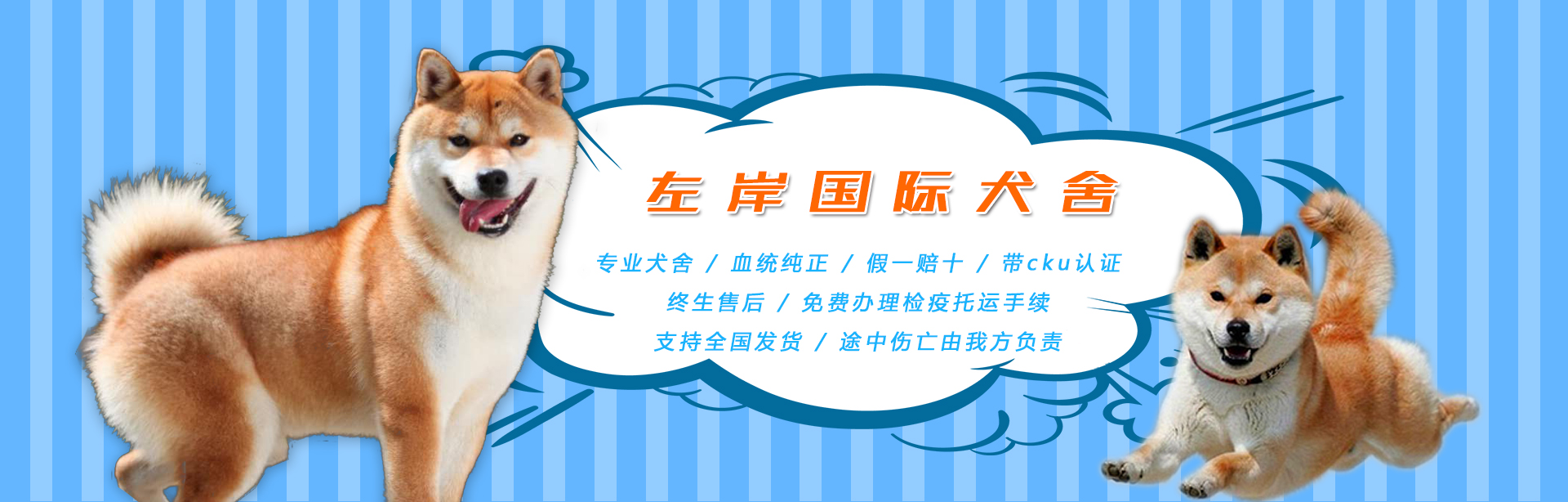 柴犬繁育基地
