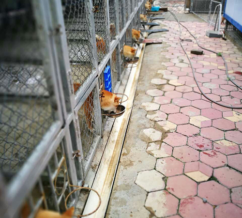 犬舍展示
