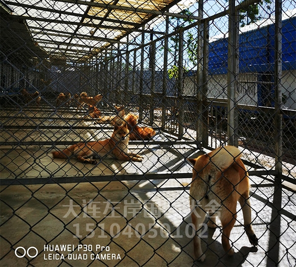 犬舍展示