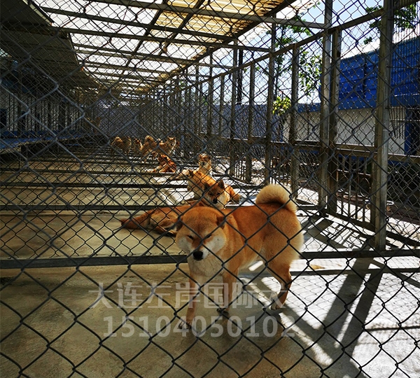 犬舍展示