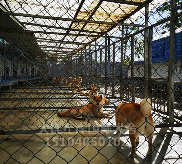 犬舍展示