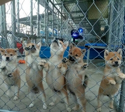 柴犬幼崽