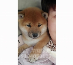 柴犬繁育基地