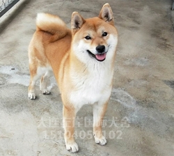 大连纯种柴犬