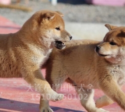 柴犬繁育基地