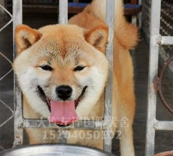 柴犬养殖基地
