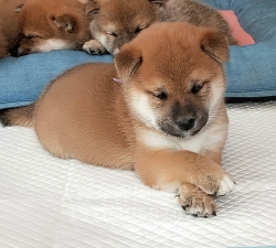 柴犬繁育