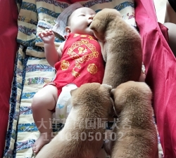 柴犬幼崽