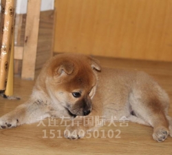 柴犬养殖