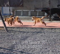 日本纯种柴犬
