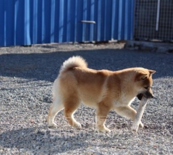 柴犬繁育基地