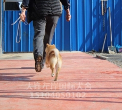 柴犬繁育