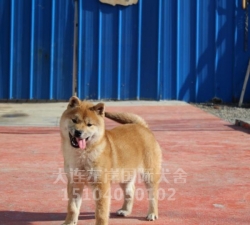 柴犬幼崽
