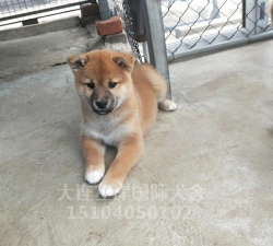 柴犬养殖