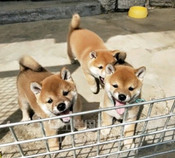 柴犬繁育