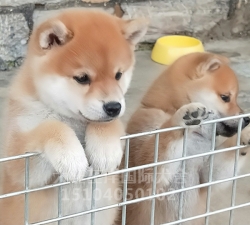 柴犬繁育基地