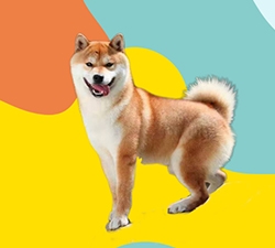 小派