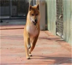 纯种柴犬