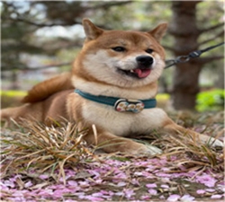 柴犬价格