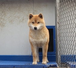 日本纯种柴犬 日本纯种柴犬