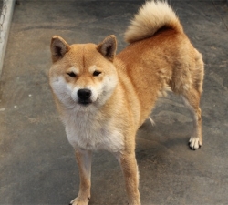 日本纯种柴犬 日本纯种柴犬