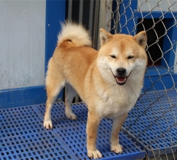 日本纯种柴犬 日本纯种柴犬