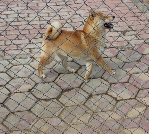 柴犬养殖基地