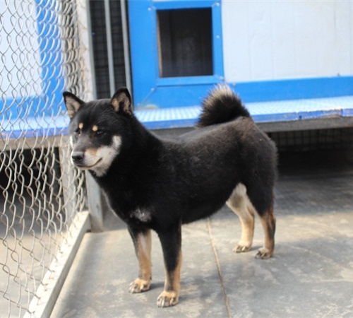 日本纯种柴犬