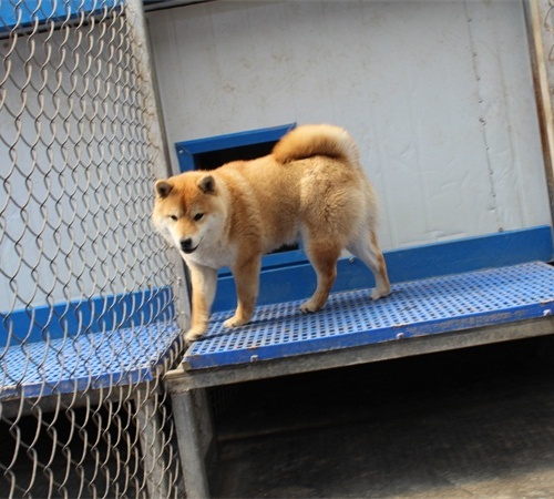 柴犬养殖基地