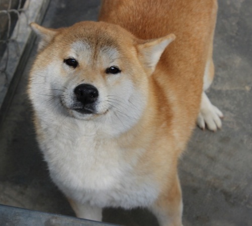 柴犬繁育基地