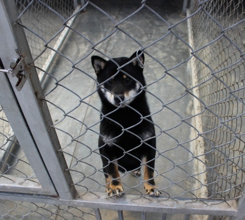 柴犬繁育基地