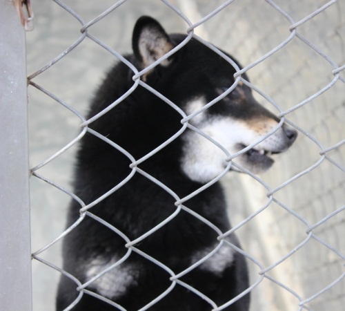 柴犬养殖基地