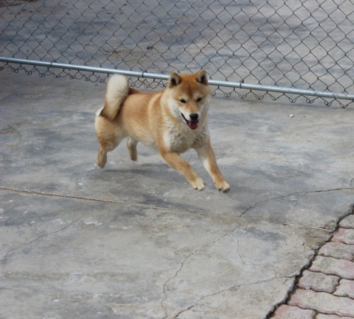 柴犬养殖基地