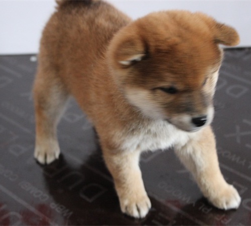 柴犬养殖基地 柴犬养殖基地