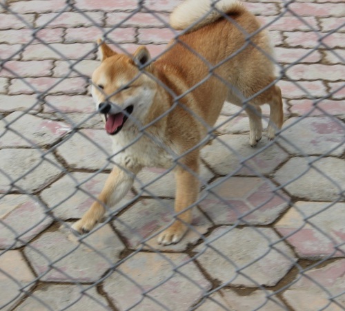 柴犬繁育基地