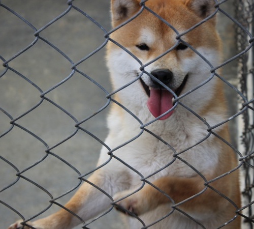 柴犬养殖基地