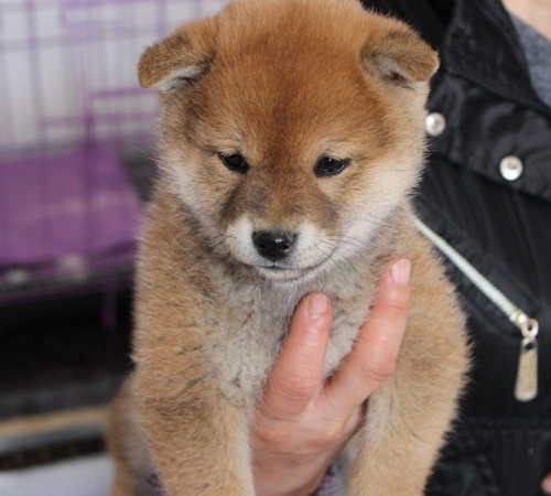 柴犬繁育基地