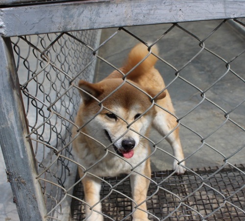 柴犬养殖基地