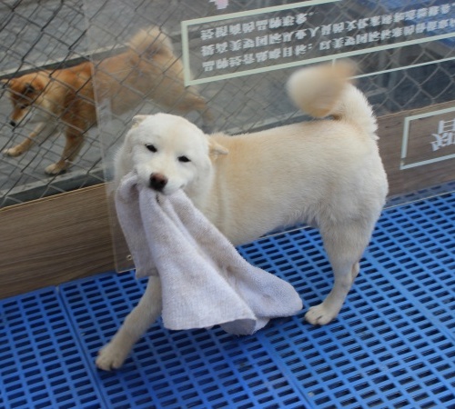 柴犬养殖基地