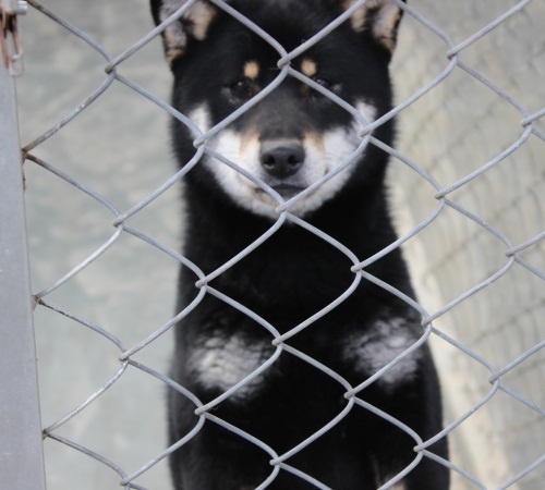 日本纯种柴犬