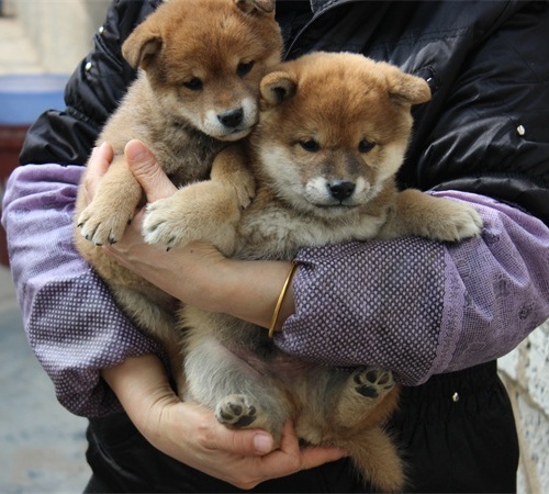 柴犬繁育基地