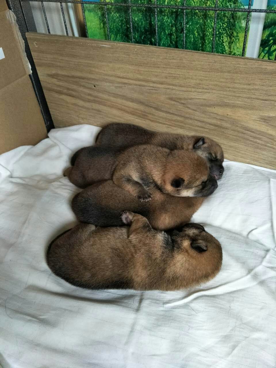 日本纯种柴犬 日本纯种柴犬