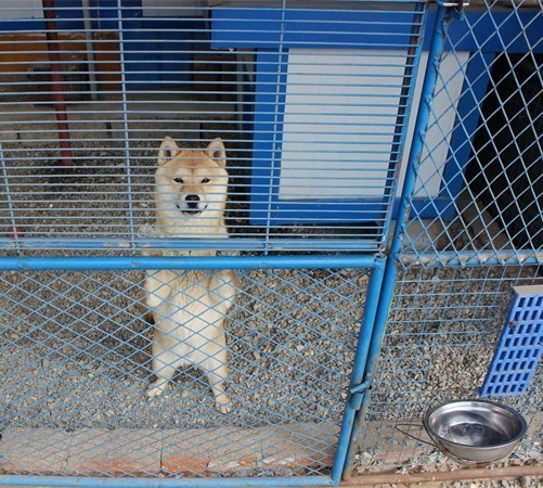 柴犬养殖基地