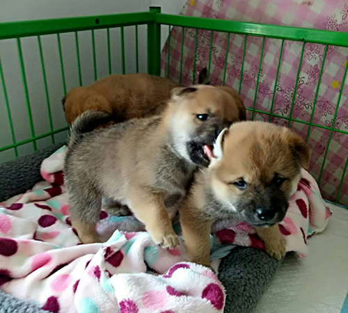 柴犬养殖基地