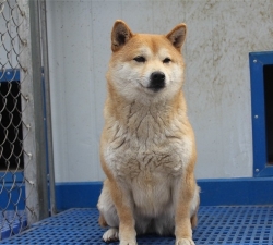 柴犬繁育基地