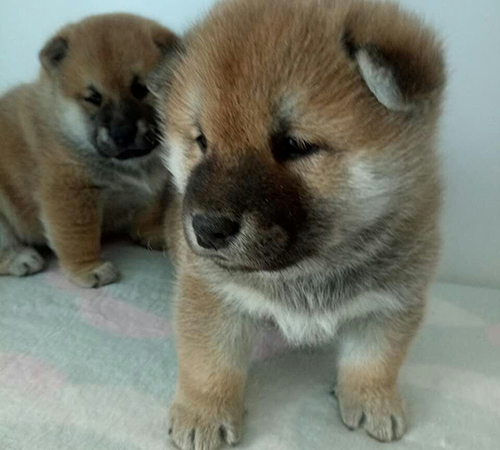 日本纯种柴犬