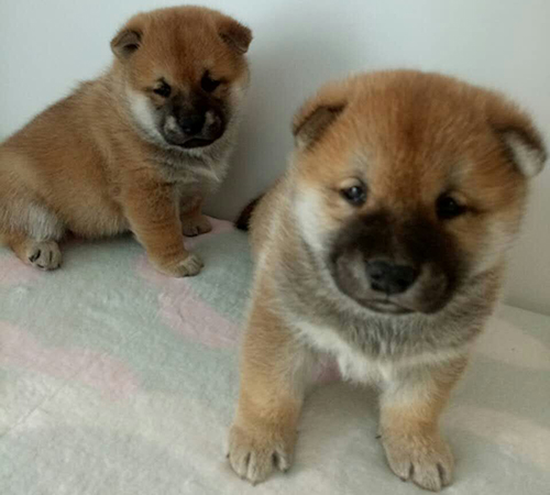 柴犬繁育基地