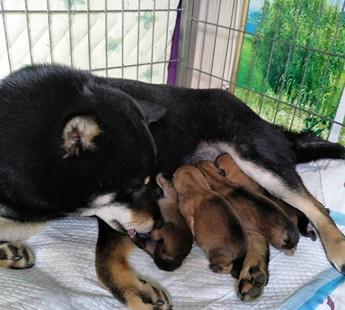 柴犬繁育基地